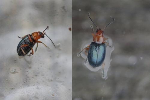 Leptomona erythrocephala